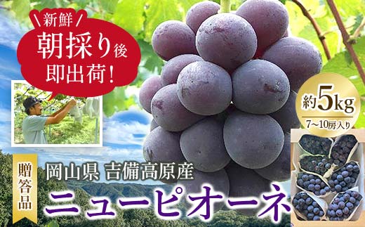 
            新鮮・朝採り後即出荷!　岡山県　吉備高原産ニューピオーネ　約5kg(7～10房入り)贈答品【1299813】
          