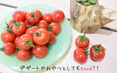 ミニトマト（プチぷよ）　バラ詰め2.0kg【3月発送】