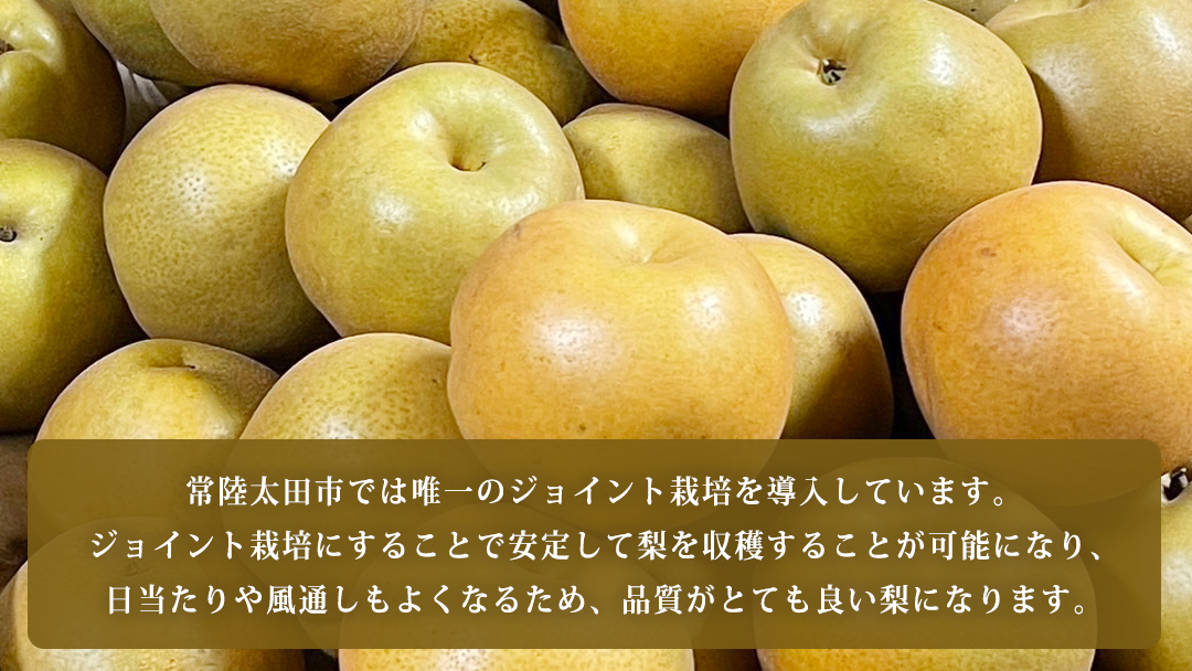 【2025年9月上旬発送開始】 茨城県 オリジナル 幻の 高級梨 『 恵水 』 約 3㎏ 5玉 ～ 7玉 【茨城県共通返礼品／常陸太田市】 桧山果樹園 [DU007sa]