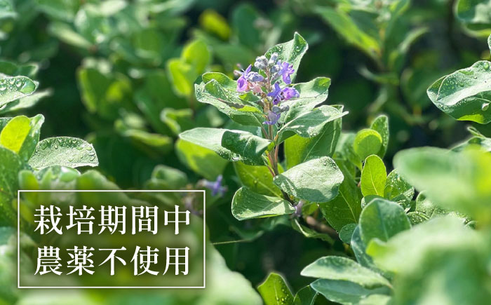 【全4回定期便】壱岐島の四季折々の恵み「旬摘みフラワーティー」アソート6パック《壱岐市》【Island Kiss Innocent】 [JGJ004]