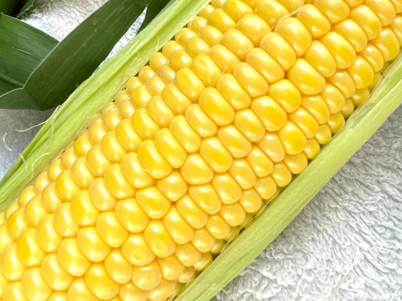 ＜2025年7月下旬以降発送予約＞河口湖産　とうもろこし　恵味ゴールド　1箱（3Lサイズ10本入り） FEH003