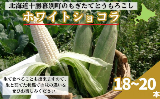 
[№5749-0895]［2024年出荷先行予約］もぎたてとうもろこし白色18～20本【十勝幕別 北海道ホープランド農場】
