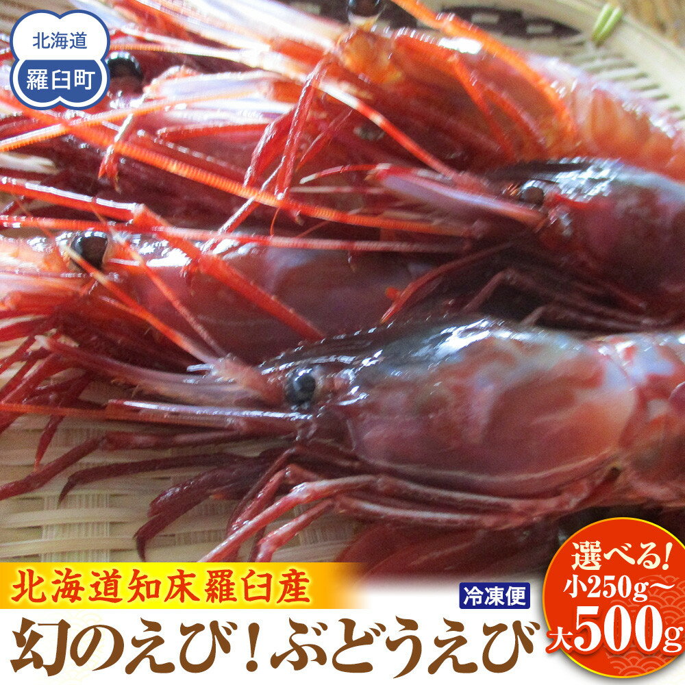 【ふるさと納税】【容量選択可】幻のぶどうえび 小・500g /20尾前後～大・500g /8～12尾前後