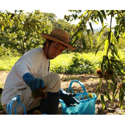 ふるさと納税 福知山市 秦栗園のあま〜い氷蔵丹波栗 岸根2L むき500g【熟成】11月下旬発送 |  | 02