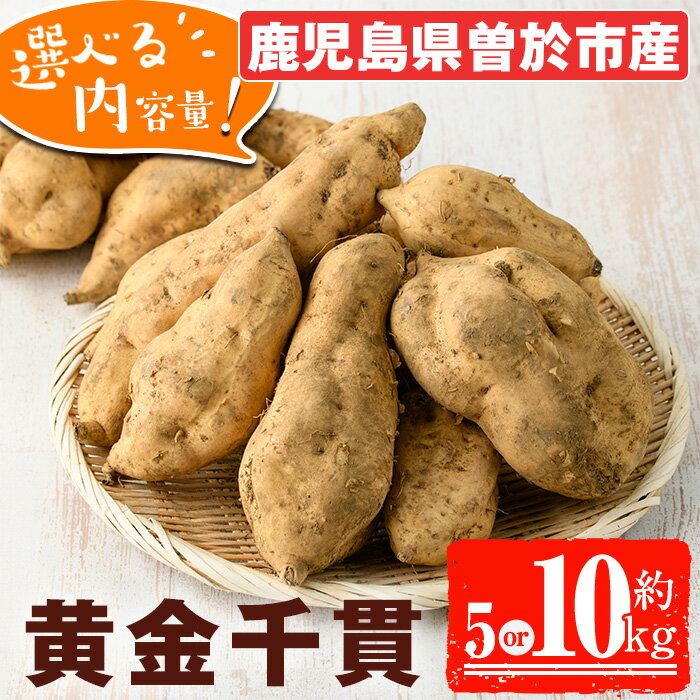 【ふるさと納税】＜先行予約受付中！2026年8月以降順次発送予定！＞＜内容量が選べる！＞鹿児島県曽於市産！新物 黄金千貫(5kg or 10kg) いも 芋 さつまいも 薩摩いも サツマイモ 黄金千貫 新物 焼き芋 大学芋 スイーツ 選べる 5kg 10kg【瀬崎農園】