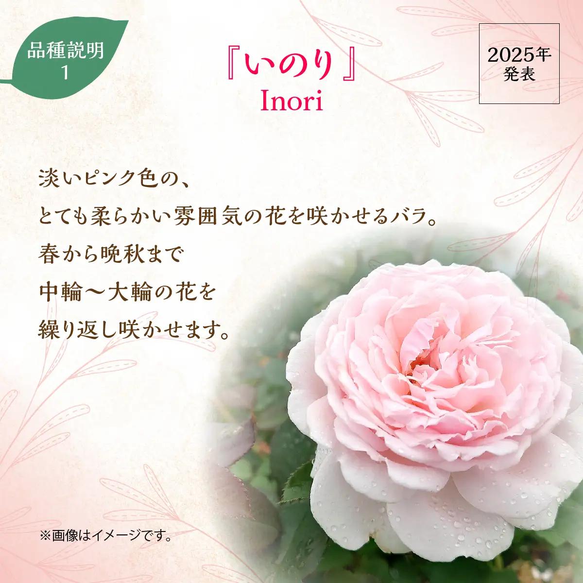 【Apple Roses】バラ苗『いのり』新苗育成苗6号ポット植え HNNH047