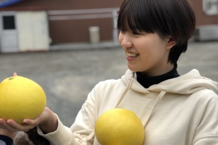 彩り柑橘園の土佐文旦贈答用5kg