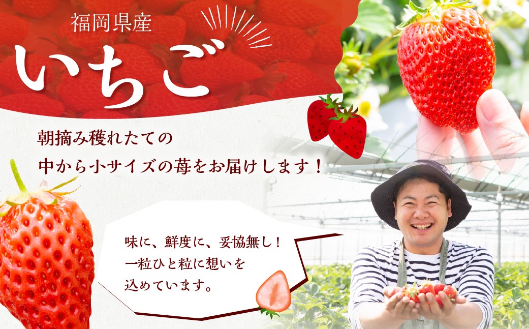 よかもんいちごの朝採りいちご 700g