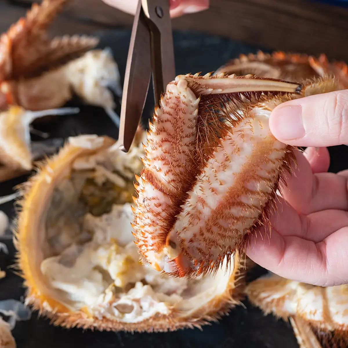 訳あり 北海道産 毛ガニ ＜ 冷凍 ＞ ボイル 約 1kg （ 2～4尾 ） 毛蟹 毛がに かに カニ 蟹 かに味噌 カニ味噌 海鮮 海産物 わけあり 訳アリ 