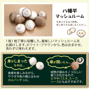 岩手県産 八幡平マッシュルーム1kg 色はおまかせ 3ヶ月定期便 ／ マッシュルーム きのこ 茸 キノコ 料理 サラダ パスタ バーベキュー BBQ おつまみ つまみ 焼く 揚げる 調理 料理 スープ