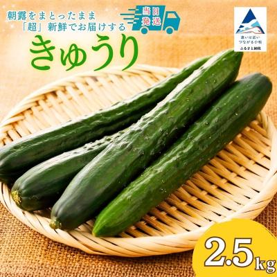 ふるさと納税 小松市 【先行予約】 きゅうり 2.5kg (25本以上) きゅうり 野菜