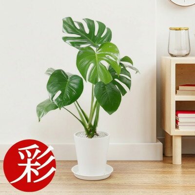 【ふるさと納税】観葉植物 モンステラ 6号セラアート鉢 ホワイト【配送不可地域：離島・沖縄県】【1707558】