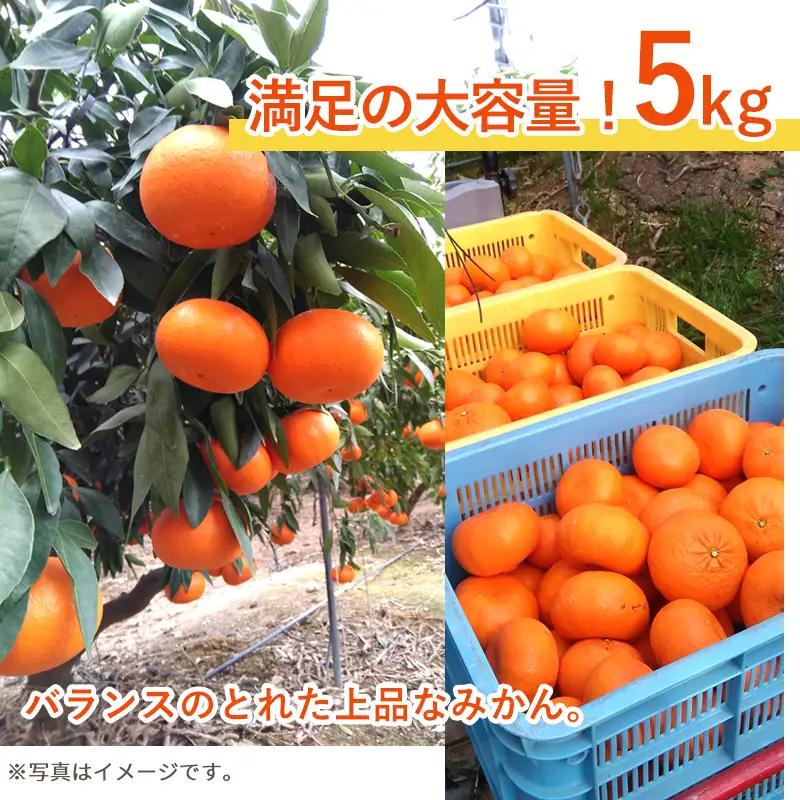 『先行予約』【令和9年1月下旬発送】麗紅(れいこう）ハウス栽培 唐津産 5kg 混合サイズ みかん 蜜柑 柑橘 果物 フルーツ