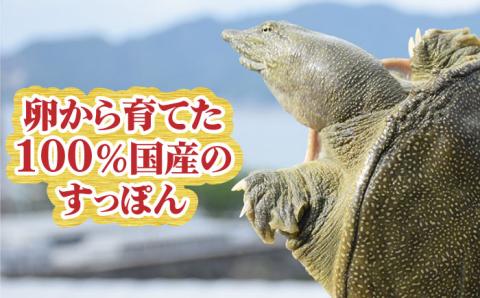 【全6回定期便】安心安全な国産の最高級食材！ 江田島すっぽん 切り身400g 江田島市/平井興産株式会社[XAC010] 定期便