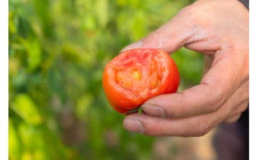 断面の白っぽい部分がトマトの「糖分」！