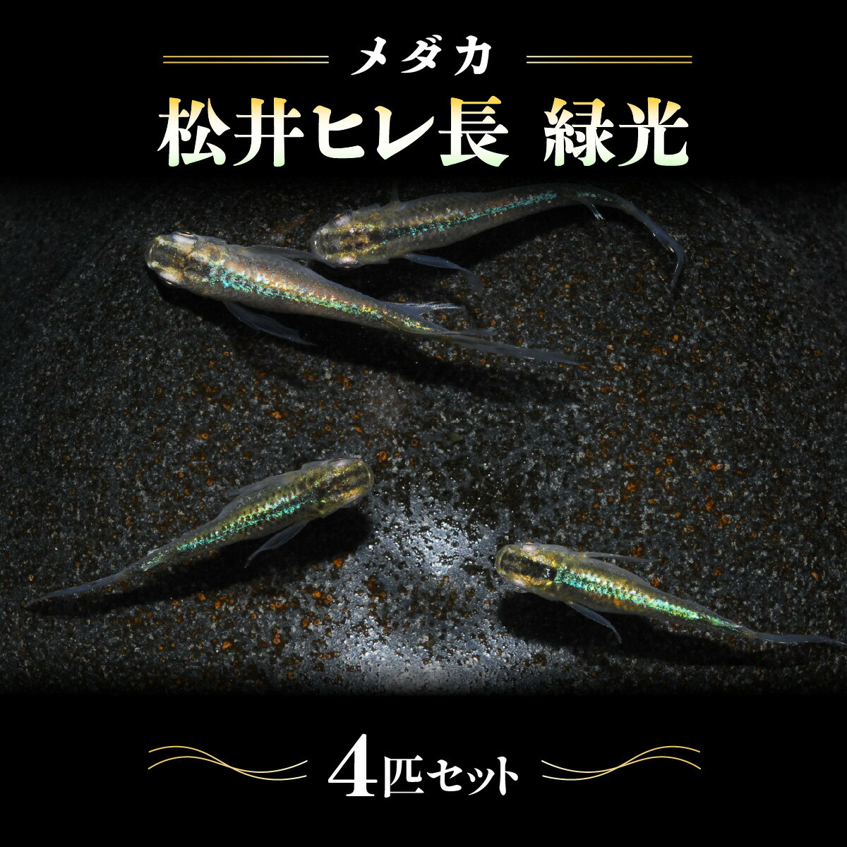【ふるさと納税】メダカ「松井ヒレ長 緑光」4匹セット 生き物生き物 　お届け：発注後、1〜2週間程度 HNNAD002