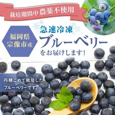 【2026年7月より順次発送】栽培期間中農薬不使用！急速冷凍ブルーベリー 1.2kg 【JAほたるの里】_HA1517 | ベリー フルーツ