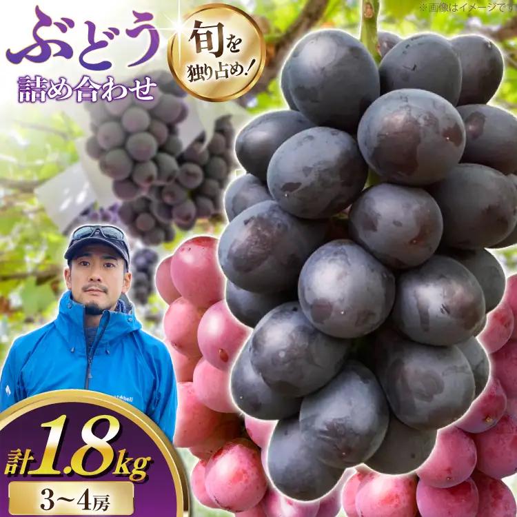【期間限定発送】 ぶどう 詰め合わせ 3～4房 約1.8kg [井上農園 山形県 高畠町 tk06box920001]