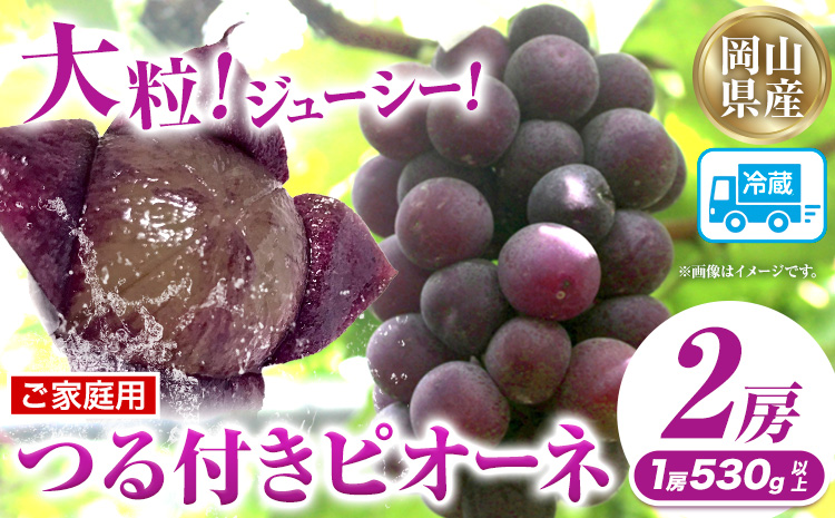 家庭用つる付きニューピオーネ 2房(1房530g以上)【配送不可地域あり】有限会社ホーティカルチャー神島 令和8年産先行受付《2026年9月中旬-10月下旬頃出荷》岡山県 笠岡市 送料無料 葡萄 フルーツ 果物 ニューピオーネ つる付き お取り寄せフルーツ---H-34b---