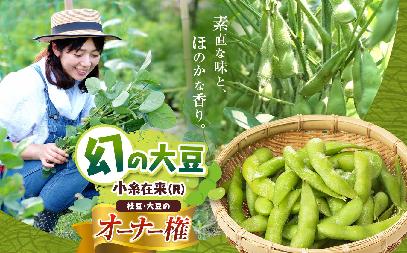 
            幻の大豆「小糸在来(R)」枝豆・大豆のオーナー権 | 野菜 やさい 豆 まめ 大豆 枝豆 オーナー 権利 収穫 収穫体験 えだまめ エダマメ ダイズ おつまみ 千葉県 君津市
          