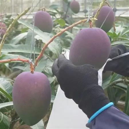 【2026年6月から順次発送・贈答用】やんばるフルーツ園のアーウィンマンゴー1.5kg(4～5玉)【配送不可地域：離島】【1696061】