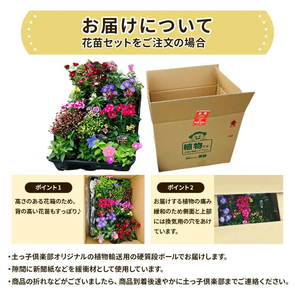 季節の花苗24セット【花苗 花苗セット 花 季節の花 花セット ガーデニング 家庭菜園 園芸 初夏 夏 花壇 庭 鉢 玄関 プランター 寄せ植え おうち時間 趣味 ベランダ 土っ子倶楽部 プレゼント 