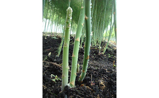 2026年夏アスパラ2kg ( ふるさと納税 アスパラガス グリーンアスパラ 野菜 健康食材 天ぷら 炒め物 パスタ サラダ 大容量 北海道 遠軽町 えんゆう農業協同組合 ) en01-00007_イ