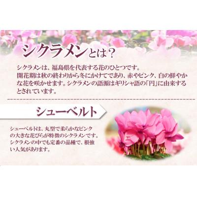 ふるさと納税 中島村 【先行予約】シクラメン6号鉢(シューベルト)　ブルーメあぶくま |  | 01