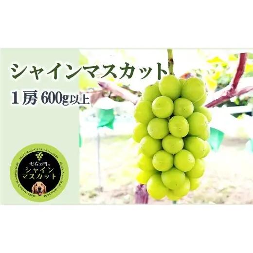【令和8年産】 シャインマスカット 600g以上 (1房) 《令和8年9月中旬～発送》 『七右エ門』 マスカット ぶどう 果物 フルーツ デザート 山形県 南陽市 [2717]