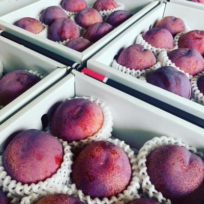 ふるさと納税 南アルプス市 【発送月固定定期便】フルーツギフト専門店が選ぶ南アルプスの厳選フルーツ定期便　全3品種全3回 |  | 01