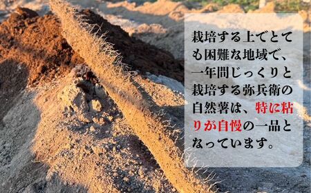 自然薯 約1kg~1.2kg 山芋 とろろ 山芋 とろろ 千葉県銚子市 弥兵衛