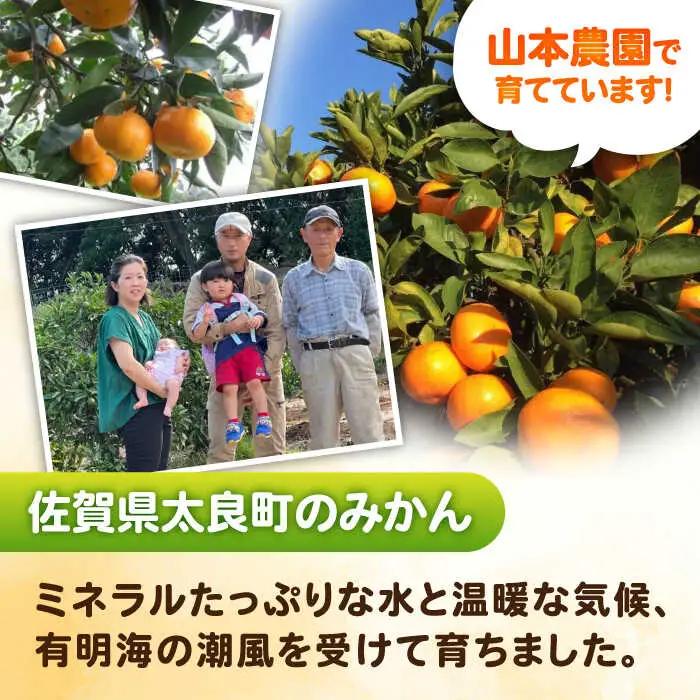 【2027年2月以降発送】はるか 計4.5kg（4kg＋500g傷み保証分）　M-3Lサイズ / 佐賀県 / 山本農園 [41ATBT006]