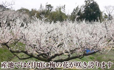 【0365-3】紀州南高梅はちみつ極塩分6％