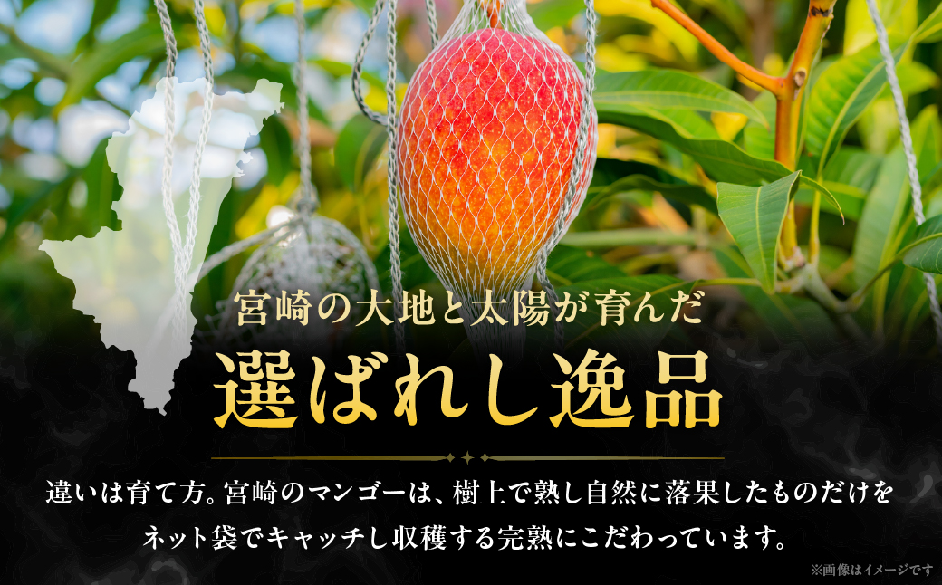 完熟マンゴー『太陽のタマゴ』３玉（約１kg）【JA綾町】_A0114-1011