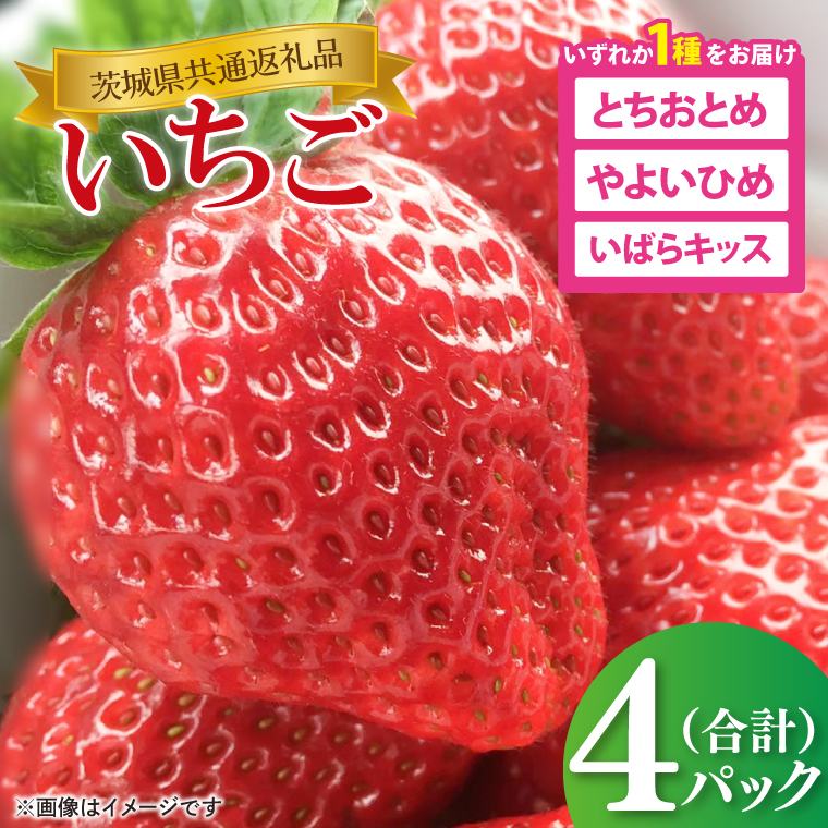 【茨城県共通返礼品】【先行予約】2026年１月中旬～発送 いちご（とちおとめ、やよいひめ、いばらキッスのいずれか1種）270ｇ×4パック(88-03)