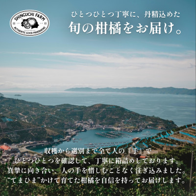 愛媛県産レモン 3kg【防腐剤・ワックス不使用】新口農園【C70−20】【1470687】