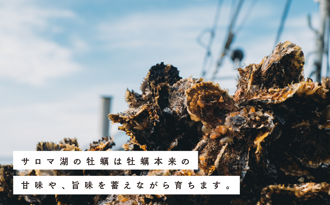 【国内消費拡大求む】<先行予約2024年11月から発送>北海道サロマ湖産　カキ約3.6kg