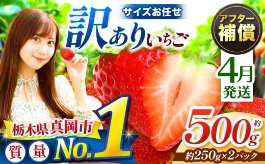 【4月発送】訳あり とちあいか サイズ お任せ 約500g （250g×2パック）  | 4月 おいしい 訳あり お菓子 デザート | 生産量 日本一 果物 フルーツ 苺 イチゴ 2026年分 シーズン 先行受付 栃木県 真岡市 送料無料