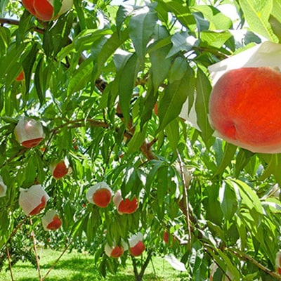桃 1.5kg 4～7玉 やまなし内藤農園 ジュエリーピーチ (R) 白桃【配送不可地域：離島・沖縄県】