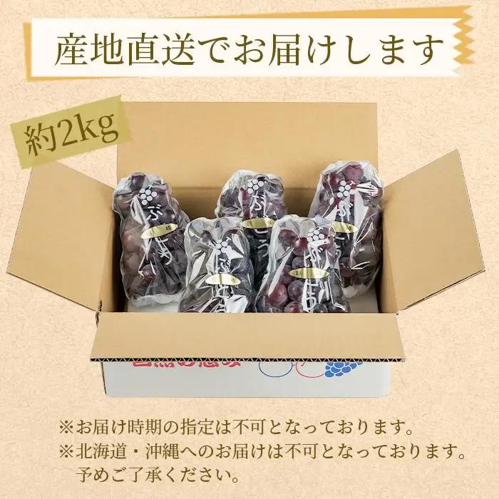 ぶどうの王様 農家直送 朝採り 濃厚 巨峰 約2kg［2026年・先行予約］巨峰
