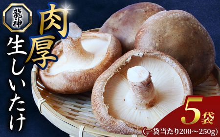 生しいたけ ５袋セット / 肉厚 無農薬 菌床栽培 シイタケ 和歌山県 田辺市 龍神マッシュの生しいたけ 【mas002】