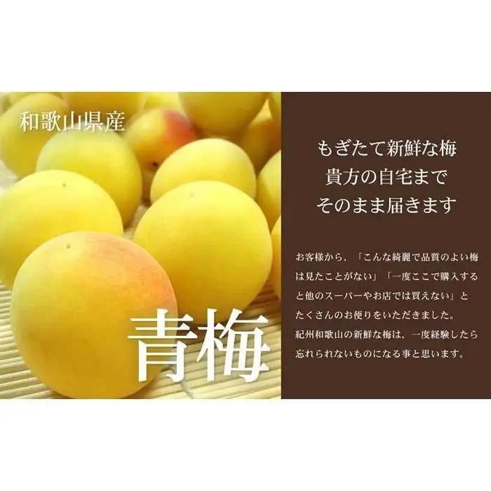 南高梅【完熟】黄色10kg ■特大サイズ 梅干用フレッシュ青梅 (生梅) ／紀伊国屋文左衛門本舗