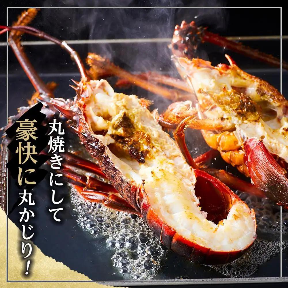 活 伊勢海老 1kg 2～4匹 伊勢海老