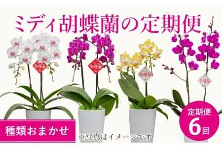 定期便 胡蝶蘭 【定期便6回】2ヶ月に1回 熊本県産 ミディ胡蝶蘭 【定期便6回】ミディ胡蝶蘭の定期便（2ヶ月に1回）洋蘭 観賞用 贈答用