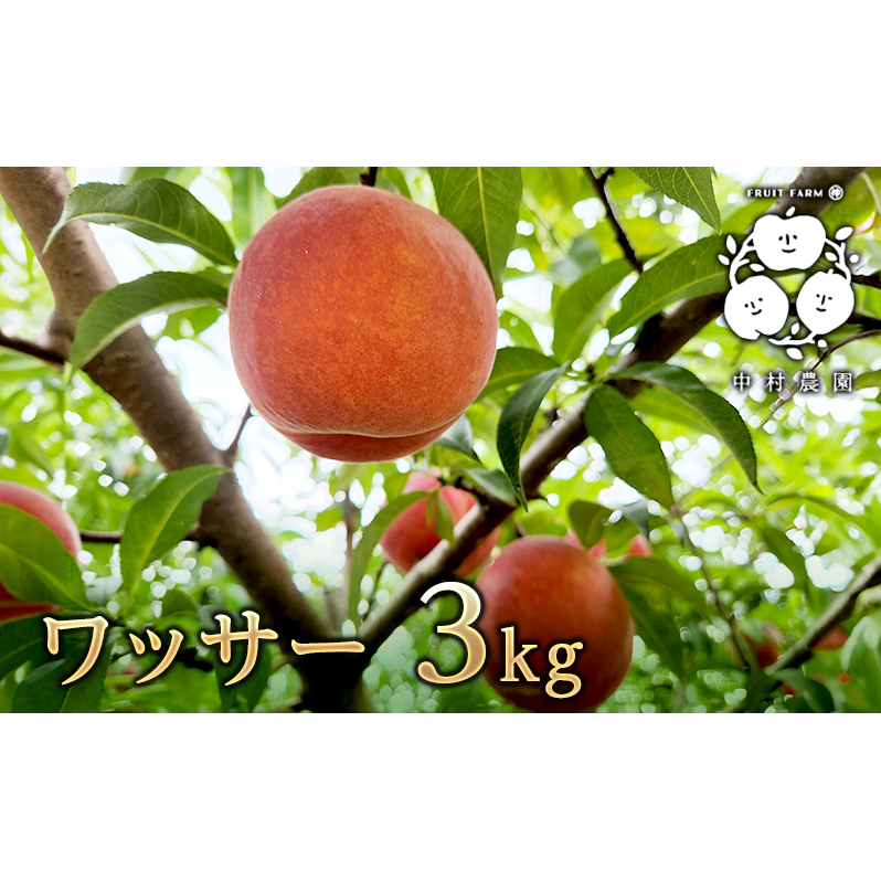 先行予約 ワッサー 3kg 桃 ネクタリン 黄桃 硬い桃 果物 くだもの フルーツ 旬の果物 旬のフルーツ 季節の果物 季節のフルーツ 美味しい果物 長野県産 信州 長野 長野県 長野市