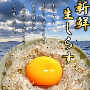 生しらす 500g ( 100g × 5袋 ) 冷凍 刺身 真空パック ごはん 丼 サラダ 魚 料理 愛知県 南知多町 師崎 山庄水産