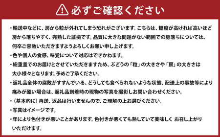 クイーンニーナ 2～3房 計約1.1kg 【2025年9月上旬～10月下旬発送予定】 ／ 葡萄 ブドウ 種無し 種なし