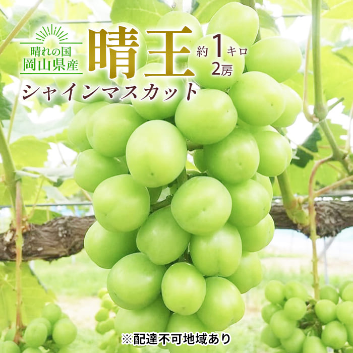 ぶどう 2025年 先行予約 シャイン マスカット 晴王 2房入り 合計約1kg 大粒 種無し ブドウ 葡萄  岡山県産 国産 フルーツ 果物 ギフト 橋田商店