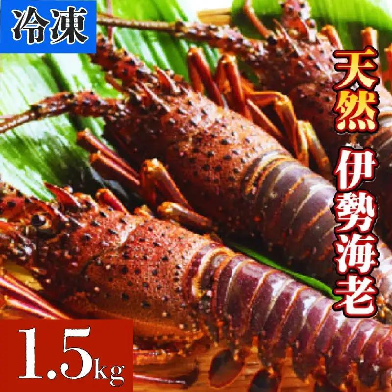 【 冷凍 伊勢海老 】 天然 伊勢海老 1.5kg（2～6尾）高知 黒潮町 ［1084-2］
