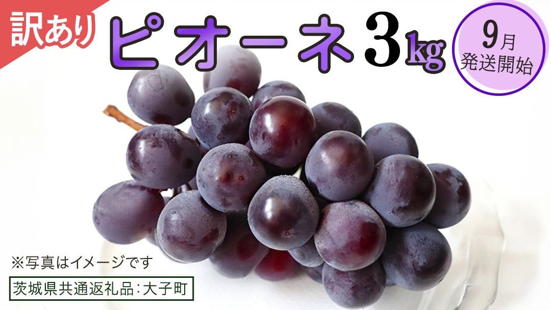 【 訳あり 】 ピオーネ 3kg 【2026年9月発送開始】(茨城県共通返礼品：大子町) ブドウ ぶどう 葡萄 ピオーネ 果物 フルーツ 果実 ワケあり ご自宅用 ご家庭用 自分用